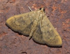Psara obscuralis