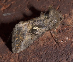 Autographa