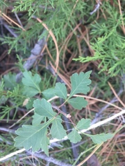 Rhus trilobata