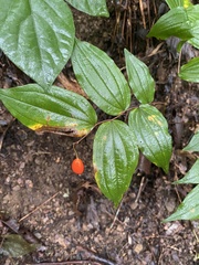 Prosartes lanuginosa