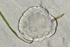 Hydrozoa