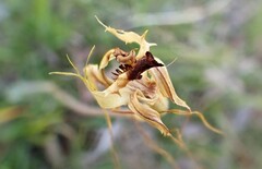 Caladenia tentaculata