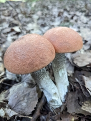 Leccinum