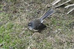 Rhipidura fuliginosa fuliginosa