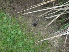 Rhipidura fuliginosa fuliginosa