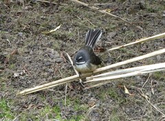 Rhipidura fuliginosa fuliginosa