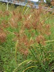 Cyperus