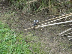 Rhipidura fuliginosa fuliginosa