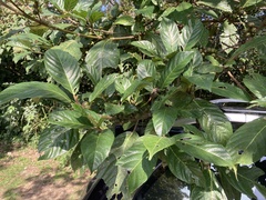 Ficus benguetensis