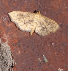 Herpetogramma thestealis