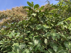 Ficus benguetensis