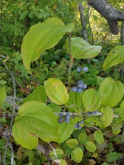 Smilax rotundifolia