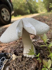 Amanita polypyramis