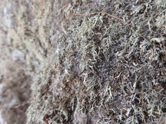 Lecanoromycetidae