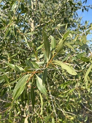 Populus angustifolia