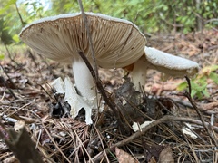 Amanita polypyramis