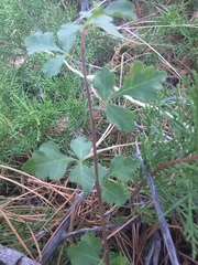 Rhus trilobata