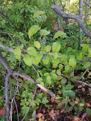 Smilax rotundifolia