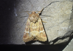 Lacinipolia stricta