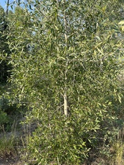 Populus angustifolia