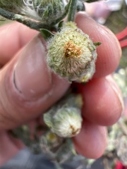 Erigeron variifolius
