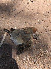 Zonotrichia capensis antofagastae