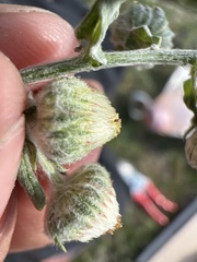 Erigeron variifolius