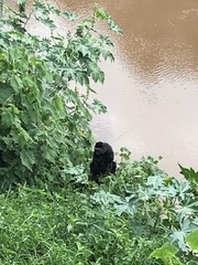 Cercopithecus mitis stuhlmanni