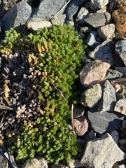 Selaginella watsonii