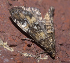 Elophila obliteralis