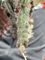 Erigeron variifolius