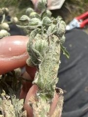 Erigeron variifolius