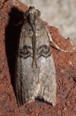 Tlascala reductella