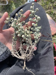 Erigeron variifolius