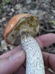 Leccinum