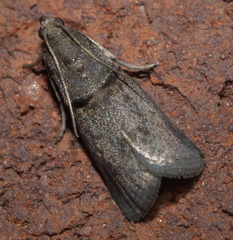 Acrobasis