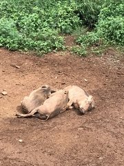 Phacochoerus africanus massaicus