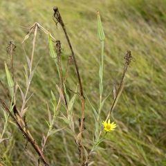 Tragopogon dubius