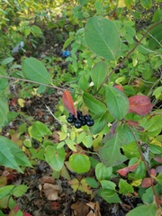 Aronia melanocarpa
