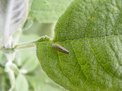 Graphocephala flavovittata