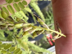 Eysenhardtia polystachya