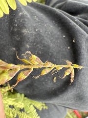 Eysenhardtia polystachya