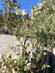 Holodiscus discolor microphyllus