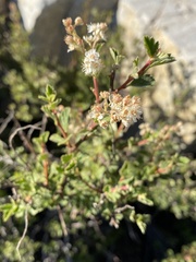 Holodiscus discolor microphyllus