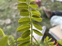 Eysenhardtia polystachya