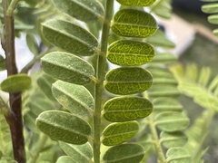 Eysenhardtia polystachya