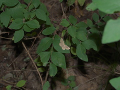 Leptostales ferruminaria