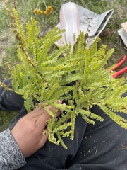 Eysenhardtia polystachya