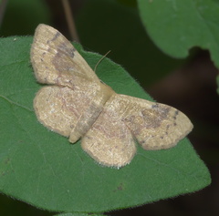 Leptostales ferruminaria