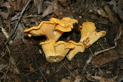 Cantharellus flavus